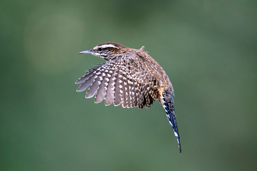 A Cactus Wren (Campylorhynchus brunneicapillus) in flight south of Tucson, AZ. The Cactus Wren is a large wren that ranges in desert habitats from California eastward through central Texas and southward into Baja California and central Mexico.  This wren frequently forms colonies and breeds cooperatively, often building nests in cholla and other thorny cacti.