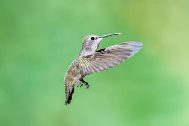 istock Female Costa's Hummingbird with Wings Forward 1283240234