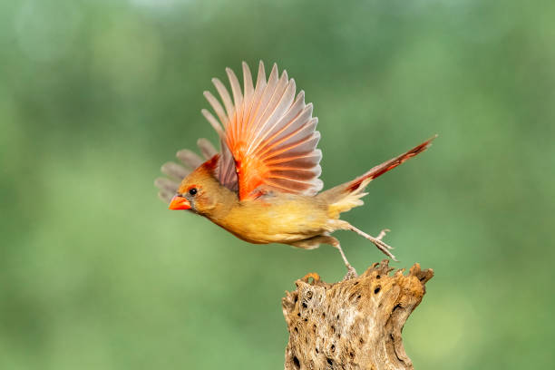 Female Cardinal Taking Off From a Stump Female Northern Cardinal (Cardinalis cardinalis) taking flight.  The cardinal has a large range extending from Arizona to central and eastern United States and southward into Mexico. female cardinal bird stock pictures, royalty-free photos & images