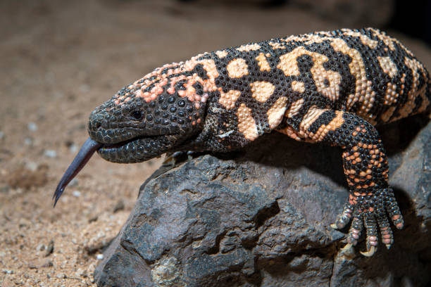 istock Gila Monster with Protruding Tongue 1283240323
