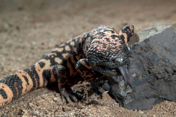 istock Gila Monster on a Black Rock 1283240325