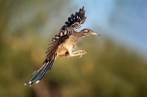 A roadrunner in flight south of Tucson, AZ. The Greater Roadrunner (Geococcyx californianus) is a large member of the cuckoo family that is resident from southwest United States to central Mexico. The roadrunner spends most of its time chasing down prey on the ground.