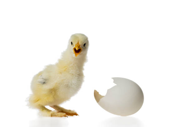 白い背景に対して卵の殻を持つ若いふわふわ黄色のイースターベビーチキン - chicken baby chicken young bird poultry ストックフォトと画像