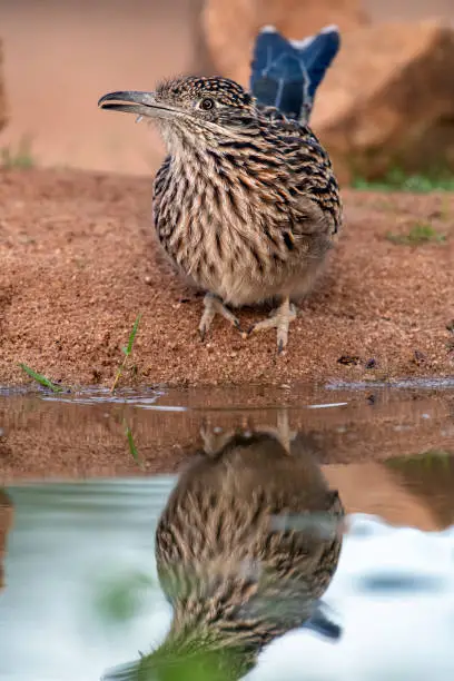 A roadrunner drinking from a pond south of Tucson, AZ. The Greater Roadrunner (Geococcyx californianus) is a large member of the cuckoo family that is resident from southwest United States to central Mexico. The roadrunner spends most of its time chasing down prey on the ground.