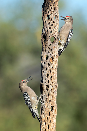 Male Gila Woodpeckers (Melanerpes uropygialis) on a cholla stump south of Arizona. This woodpecker ranges from Arizona through west Mexico and southern Baja California. It often breeds in holes dug in saguaro cacti.