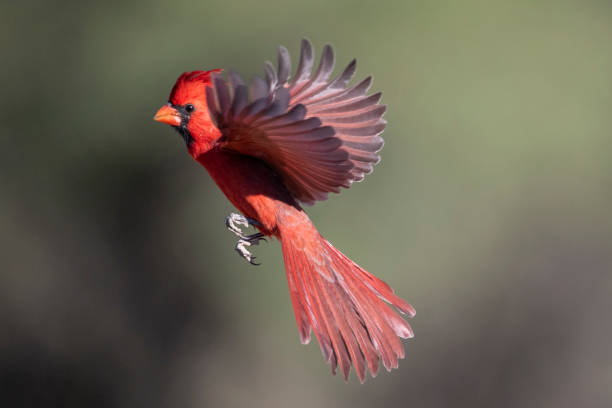 istock Male Northern Cardinal in Flight 1283240636