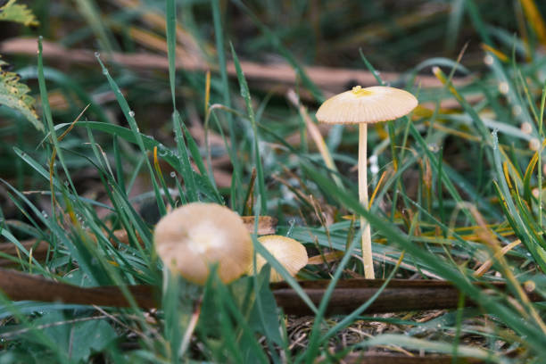 piccolo fungo bianco si trova nell'erba umida di un prato - damp course foto e immagini stock