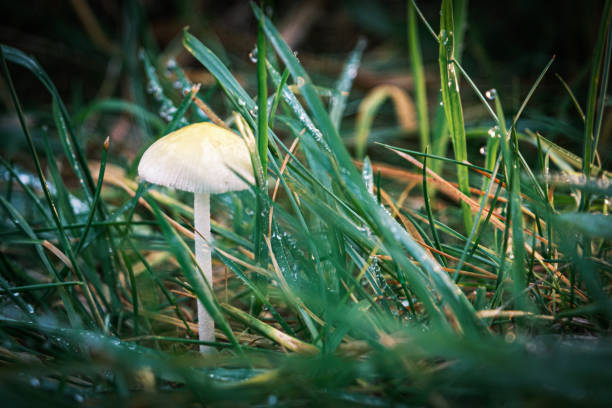 piccolo fungo bianco si trova nell'erba umida di un prato - damp course foto e immagini stock
