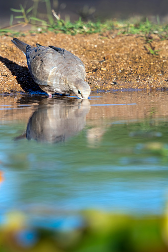 A Mourning Dove (Zenaida macroura) drinking from a pond south of Tucson, AZ. This dove has a huge range that includes all of the United States and Mexico, with some movement into southern Canada during the summer and some winter movement into Central America.