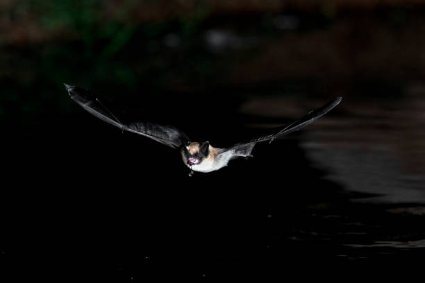 istock Myotis Bat over a Pond 1283240778
