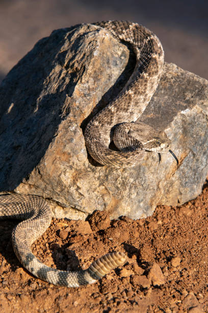 Western Diamondback Rattlesnake with Large Rattle
