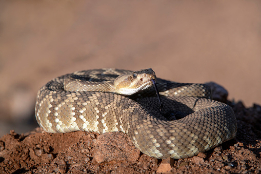 The western diamondback rattlesnake (Crotalus atrox) has a very wide range from California eastward all the way to Arkansas and south into central Mexico.  Color varies according habitat.  Length can rarely reach 213 cm and weight up to 6.7 kg.  This specimen is south of Tucson, AZ