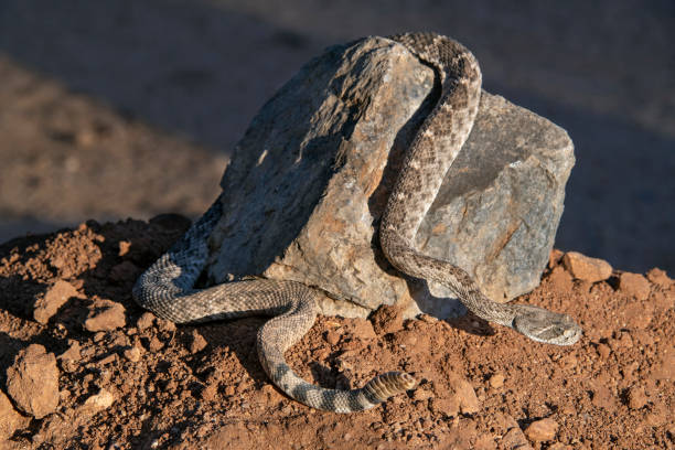 istock Western Diamondback Rattlesnake on a Rock 1283241507