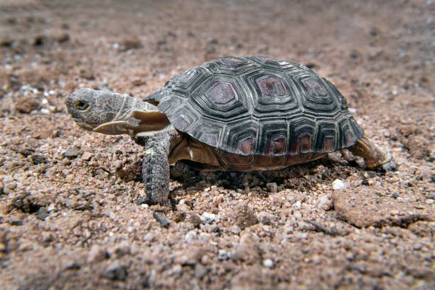 istock Young Desert Tortoise Walking Right 1283241556