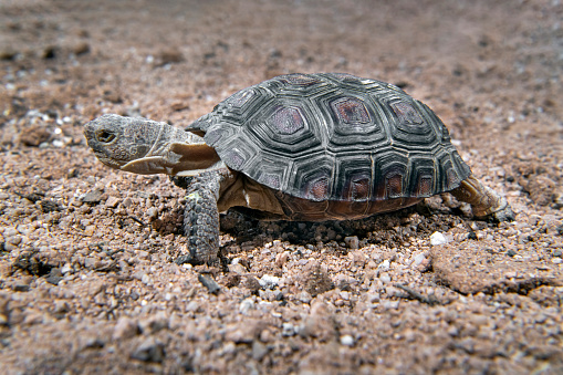 A young desert tortoise (Gopherus agassizii) searching for food south of Tucson, AZ. This tortoise has a range from eastern California, southern Nevada, western Arizona, through northwest Mexico.  Because of population decline as much as 90% in some areas since 1980, the tortoise is listed as Vulnerable on the IUCN Red List, and various recovery programs are in place or being developed in areas of the United States.  If this animal manages to avoid predation and habitat loss, it can live up to 80 years.