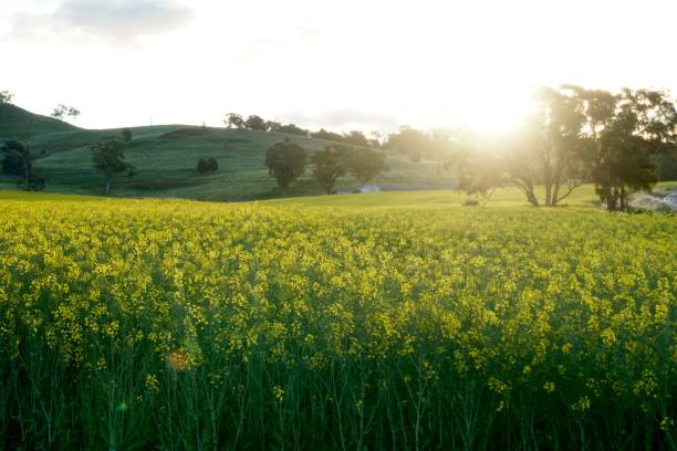 Field of golden canola stock photo