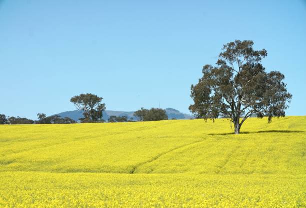 Field of golden canola along side other native trees stock photo