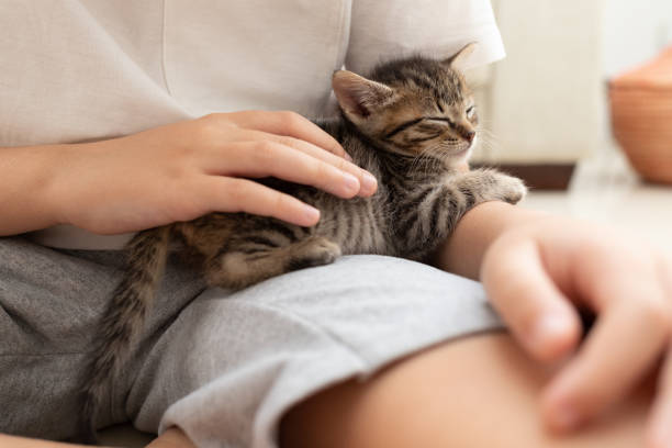 istock Adorable kitten sleeping in kid's lap 1283243797