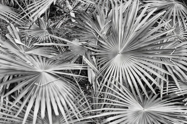 Rainfor Minnam palm leaves BW