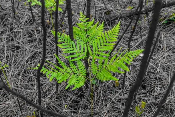 A fern appears in the aftermath of a forest fire in Ocala National Forest, Florida.