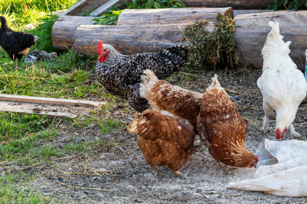 istock A group of free range chickens eating outside on a farm. Selective focus. 1283245354