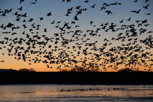 istock Snow geese Bosque del Apache, New Mexico USA 1283245468