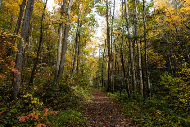 가을의 애팔래치아 트레일 하이킹 - great smoky mountains great smoky mountains national park fog mountain 뉴스 사진 이미지