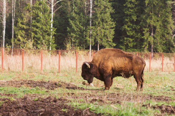 istock wild bison on grazing pinches grass hump and powerful horns 1283247237