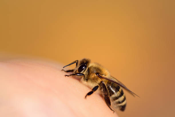 istock Close up of a honey bee on a human hand 1283248042