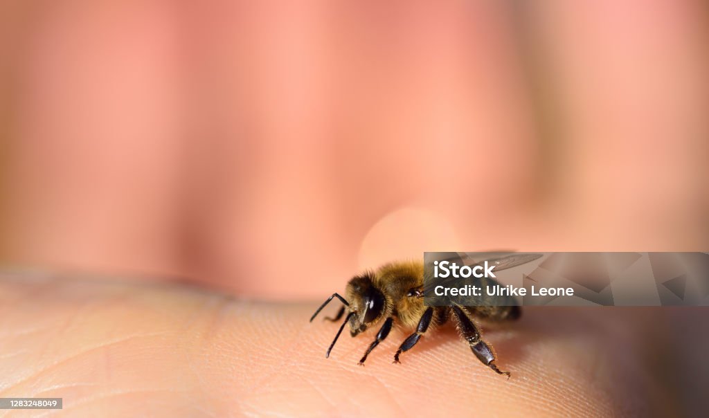 Primo posto di un'ape su una mano umana - Foto stock royalty-free di Ape