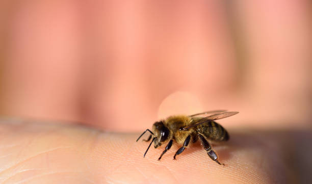 close up of a honey bee on a human hand - stinging imagens e fotografias de stock