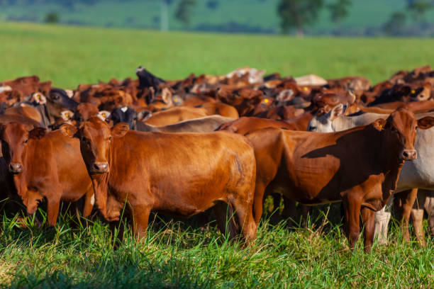 istock herd of Bonsmara cows with their calves 1283248972