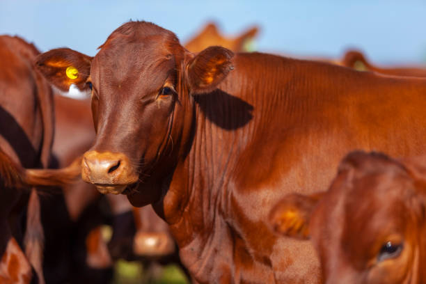 istock herd of Bonsmara cows with their calves 1283248975