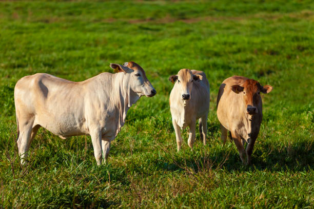 istock beautiful examples of Nellore cattle in the pasture 1283248981
