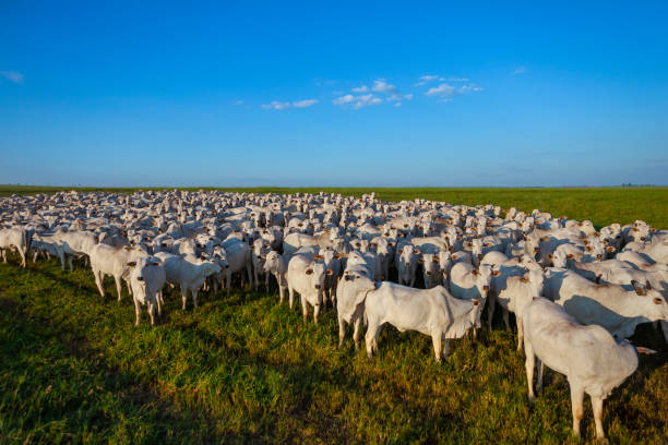 beautiful herd of Nelore cattle, Mato Grosso do Sul, Brazil, stock photo