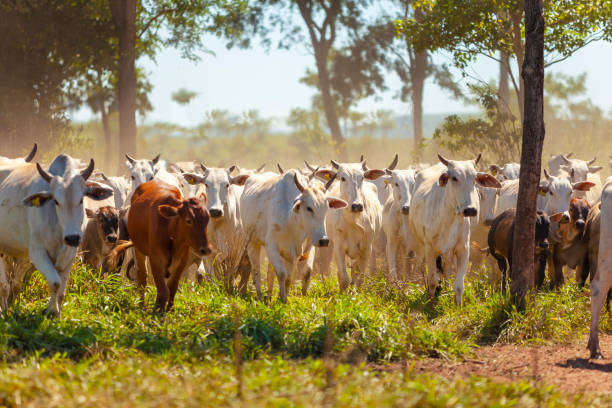 Nellore herd inseminated with Bonsmara calves, Mato Grosso do Sul, Brazil, Nellore herd inseminated with Bonsmara calves, Mato Grosso do Sul, Brazil, grosso stock pictures, royalty-free photos & images