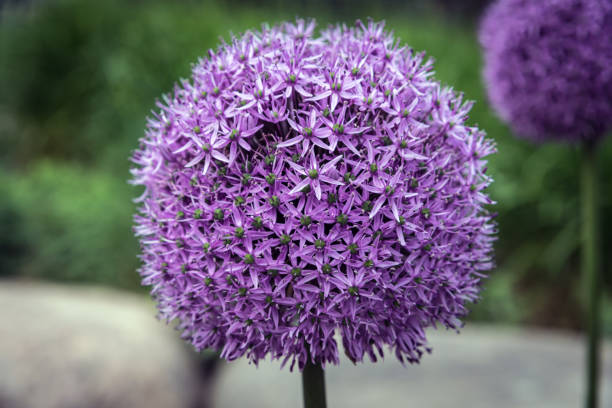 istock Purple flower of allium gladiator 1283249973