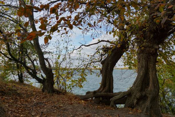 istock Trees with autumn foliage on the river bank on a sunny day 1283250805