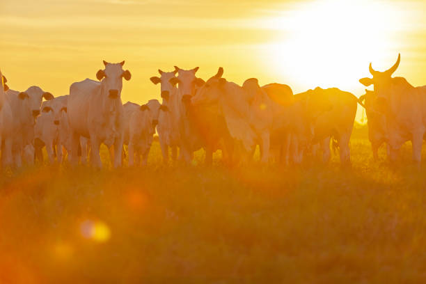 ネロア牛の美しい群れ、マトグロッソ・ド・スル、ブラジル、 - ox tail ストックフォトと画像