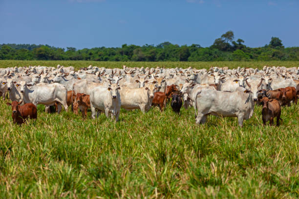 Nellore herd inseminated with Bonsmara calves, Mato Grosso do Sul, Brazil, Nellore herd inseminated with Bonsmara calves, Mato Grosso do Sul, Brazil, artificial insemination photos stock pictures, royalty-free photos & images