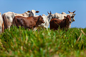 herd of Nellore cows with their Bonsmara insemination calves