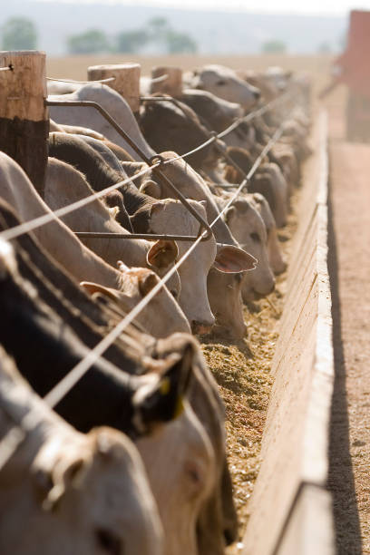 cattle feeding on brazilian farms, intensive livestock - confined space imagens e fotografias de stock