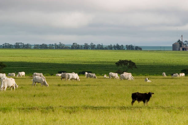 Nellore cattle in the pasture of Brazilian farms Nellore cattle in the pasture of Brazilian farms calf ranch field pasture stock pictures, royalty-free photos & images