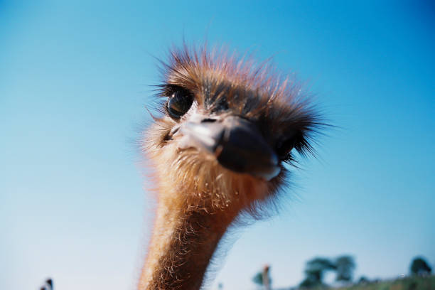 funny ostriches on an ostrich farm - funny bird imagens e fotografias de stock