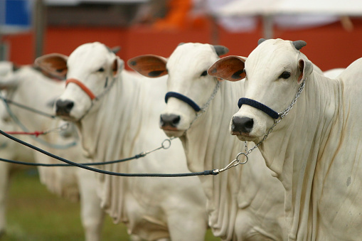 Nellore cattle from Brazilian farms on display