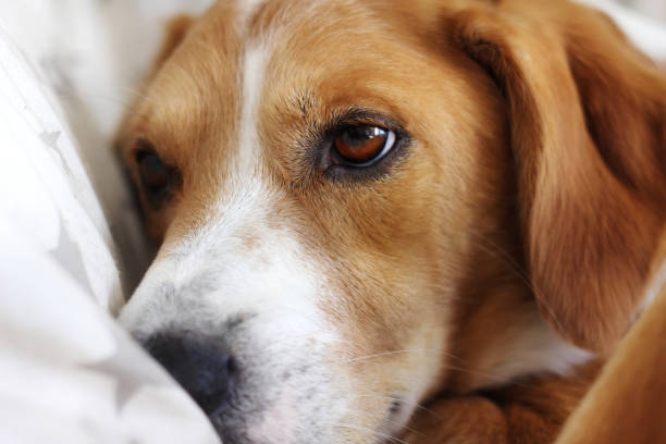 istock Close-up portrait of sad dog. 1283251729