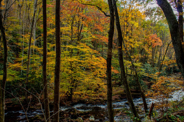 istock Forest and the creek in autumn 1283252048