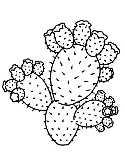 Prickly pear in Jeju island. Jeju Centennial Cactus. Vector line art illustration. Vector line art illustration. prickly pear cactus stock illustrations