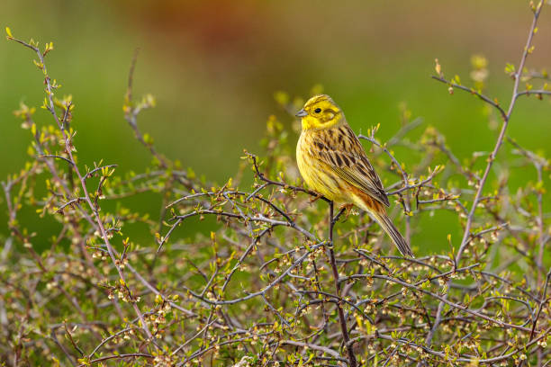 The yellowhammer (Emberiza citrinella) is a passerine bird in the bunting family that is native to Eurasia and has been introduced to New Zealand and Australia.