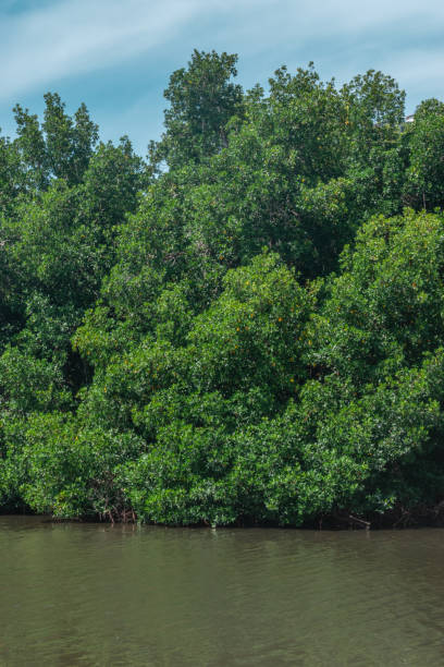 istock Mangrove swamp in Acapulco 1283265000